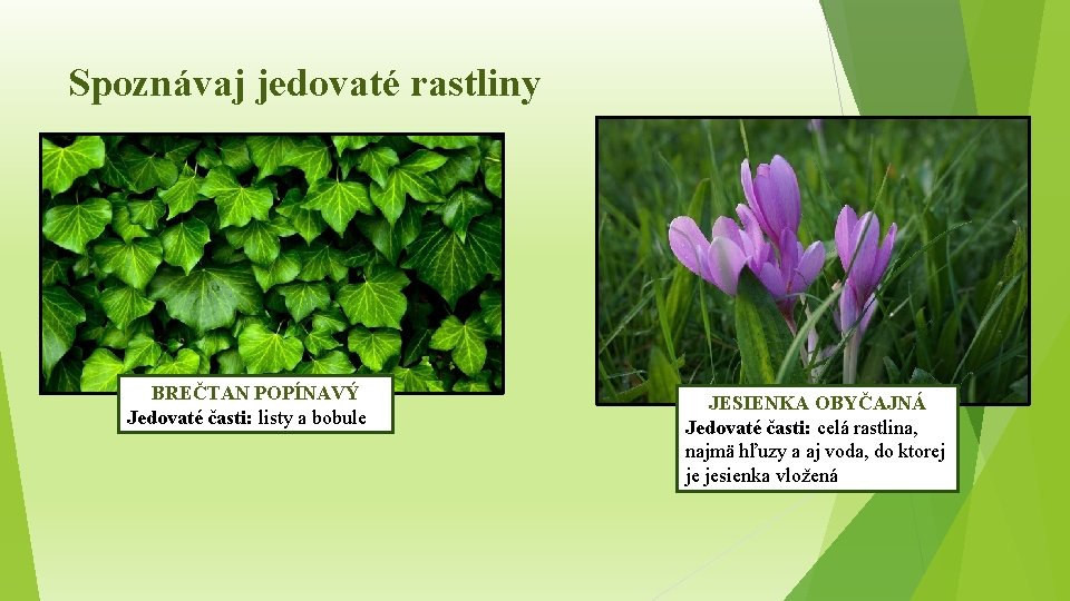 Spoznávaj jedovaté rastliny BREČTAN POPÍNAVÝ Jedovaté časti: listy a bobule JESIENKA OBYČAJNÁ Jedovaté časti: