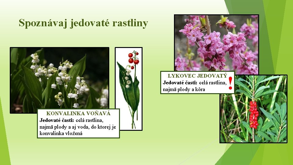 Spoznávaj jedovaté rastliny LYKOVEC JEDOVATÝ Jedovaté časti: celá rastlina, najmä plody a kôra KONVALINKA