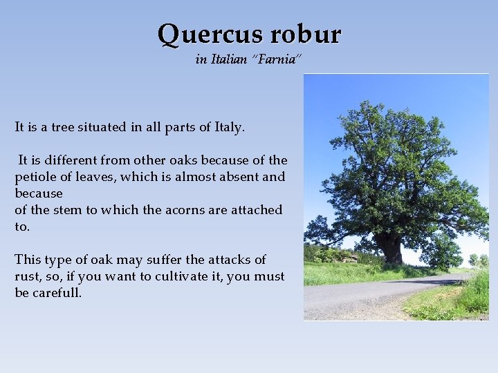 Quercus robur in Italian “Farnia” It is a tree situated in all parts of