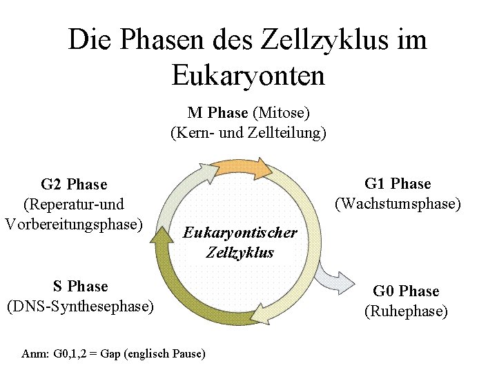 Die Phasen des Zellzyklus im Eukaryonten M Phase (Mitose) (Kern- und Zellteilung) G 2