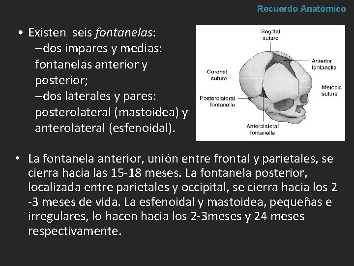 Recuerdo Anatómico • Existen seis fontanelas: –dos impares y medias: fontanelas anterior y posterior; Recuerdo Anatómico • Existen seis fontanelas: –dos impares y medias: fontanelas anterior y posterior;