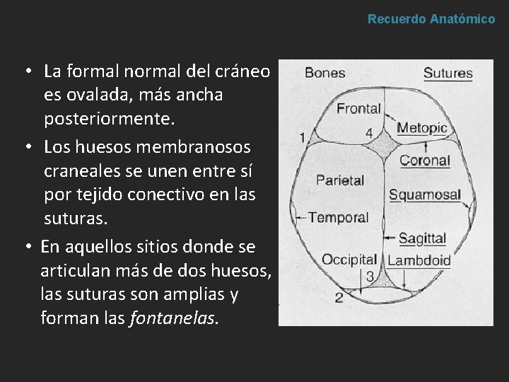 Recuerdo Anatómico • La formal normal del cráneo es ovalada, más ancha posteriormente. • Recuerdo Anatómico • La formal normal del cráneo es ovalada, más ancha posteriormente. •