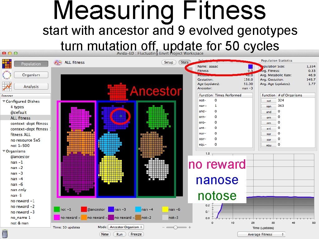 Measuring Fitness start with ancestor and 9 evolved genotypes turn mutation off, update for Measuring Fitness start with ancestor and 9 evolved genotypes turn mutation off, update for