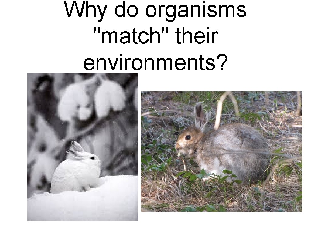 Why do organisms "match" their environments? Why do organisms "match" their environments?