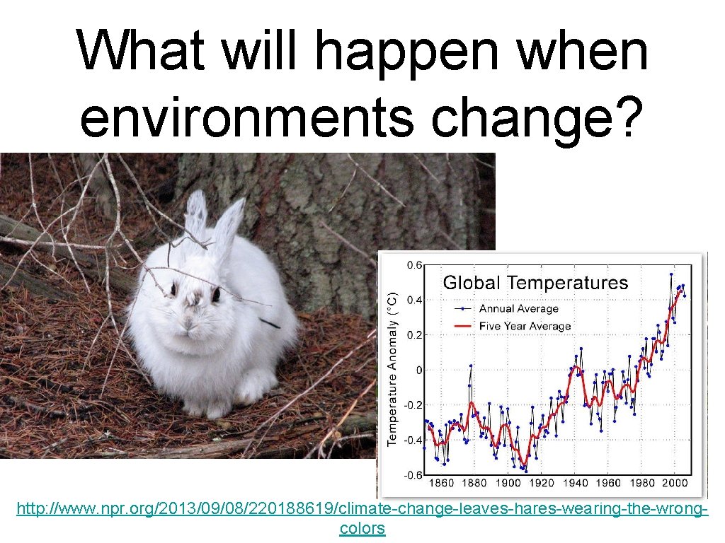 What will happen when environments change? http: //www. npr. org/2013/09/08/220188619/climate-change-leaves-hares-wearing-the-wrongcolors 