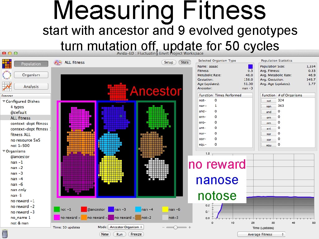 Measuring Fitness start with ancestor and 9 evolved genotypes turn mutation off, update for