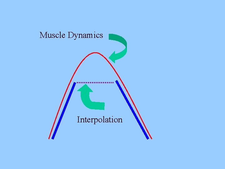 Muscle Dynamics Interpolation 