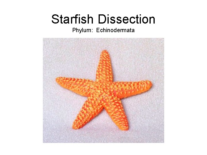 Starfish Dissection Phylum: Echinodermata 