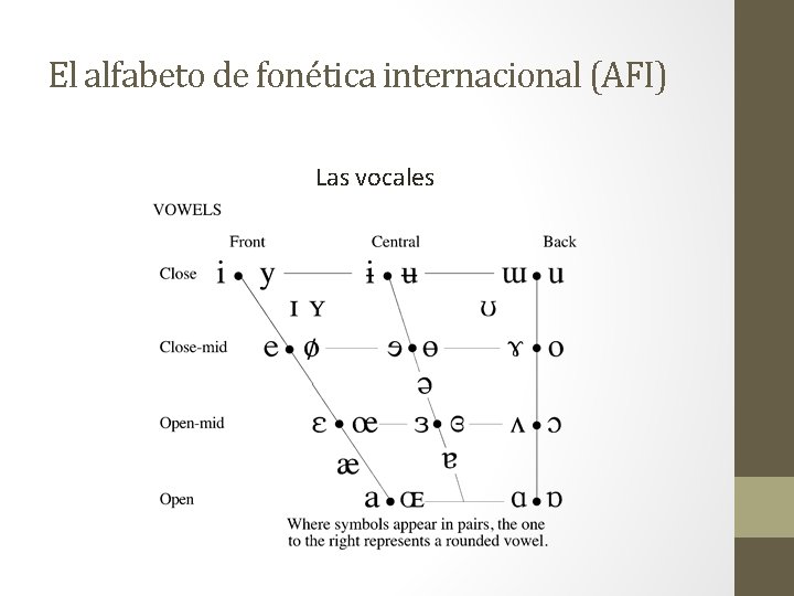 El alfabeto de fonética internacional (AFI) Las vocales 