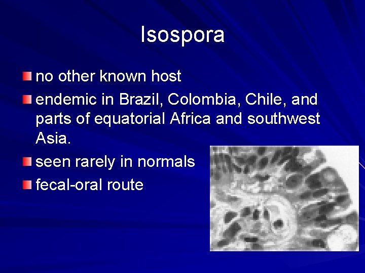 Isospora no other known host endemic in Brazil, Colombia, Chile, and parts of equatorial