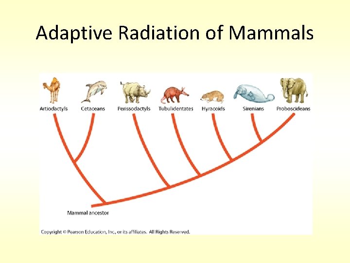 Adaptive Radiation of Mammals 