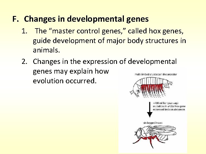 F. Changes in developmental genes 1. The “master control genes, ” called hox genes,