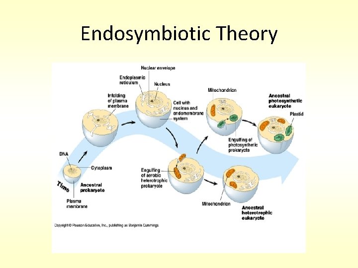 Endosymbiotic Theory 