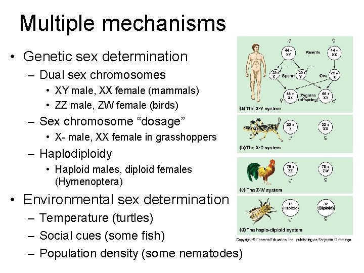 Multiple mechanisms • Genetic sex determination – Dual sex chromosomes • XY male, XX