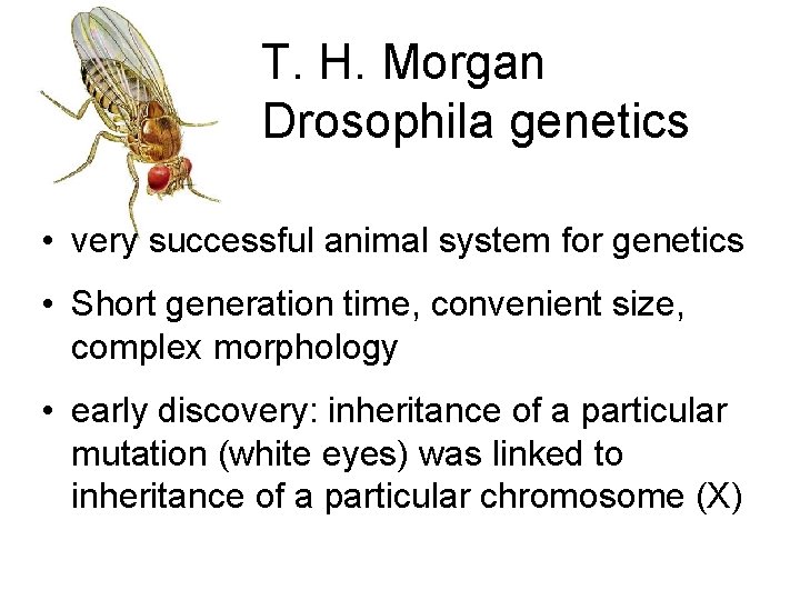 T. H. Morgan Drosophila genetics • very successful animal system for genetics • Short