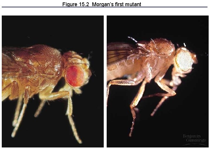 Figure 15. 2 Morgan’s first mutant 