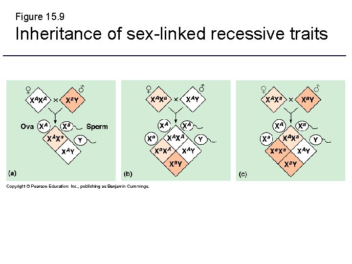 Figure 15. 9 Inheritance of sex-linked recessive traits 