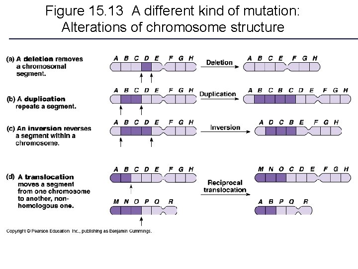 Figure 15. 13 A different kind of mutation: Alterations of chromosome structure 