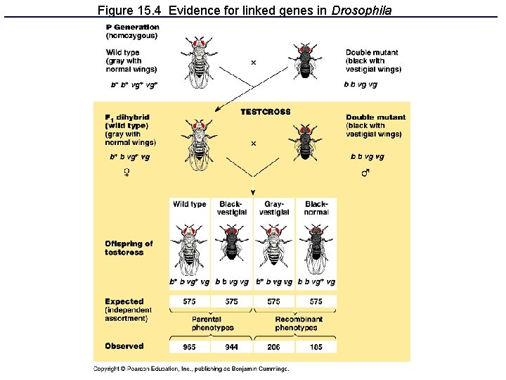 Figure 15. 4 Evidence for linked genes in Drosophila 