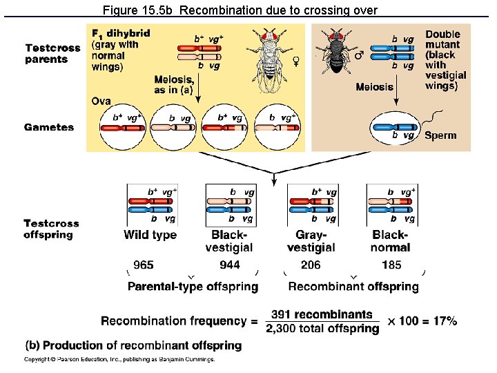 Figure 15. 5 b Recombination due to crossing over 