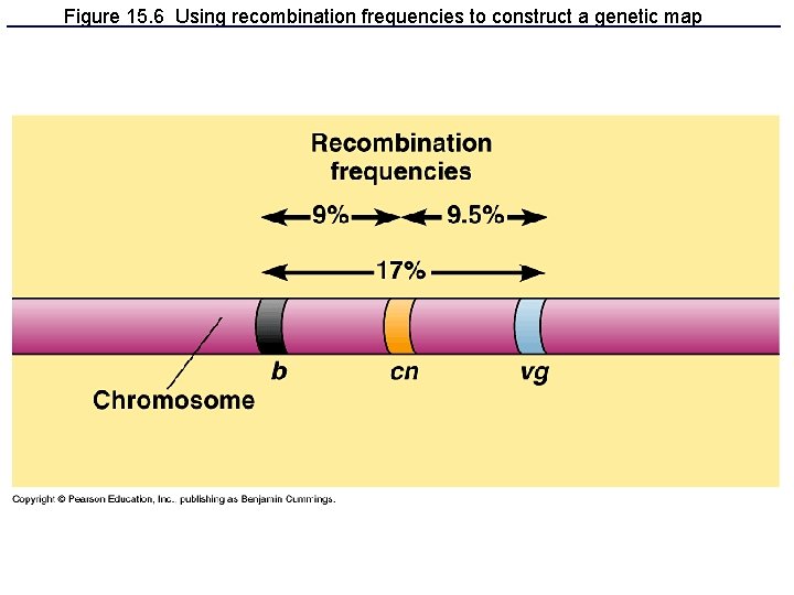 Figure 15. 6 Using recombination frequencies to construct a genetic map 