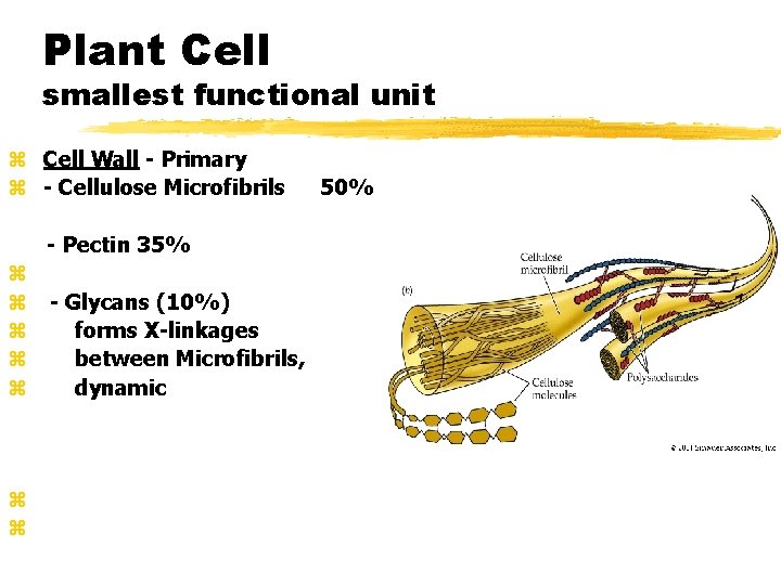 Plant Cell smallest functional unit z Cell Wall - Primary z - Cellulose Microfibrils