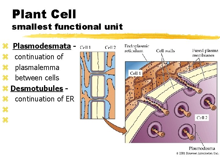 Plant Cell smallest functional unit z Plasmodesmata z continuation of z plasmalemma z between