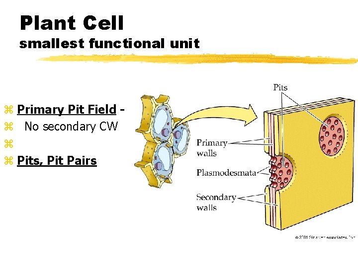 Plant Cell smallest functional unit z Primary Pit Field z No secondary CW z