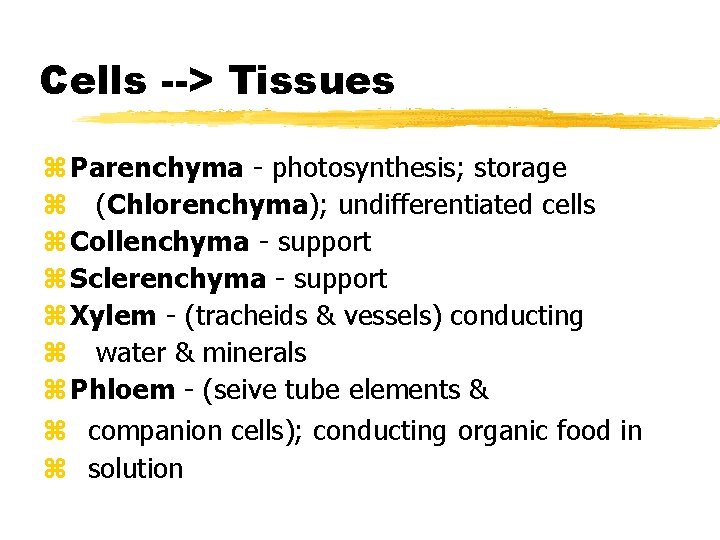 Cells --> Tissues z Parenchyma - photosynthesis; storage z (Chlorenchyma); undifferentiated cells z Collenchyma