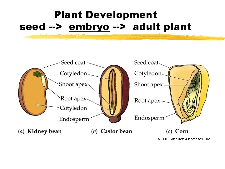 Plant Development seed --> embryo --> adult plant 