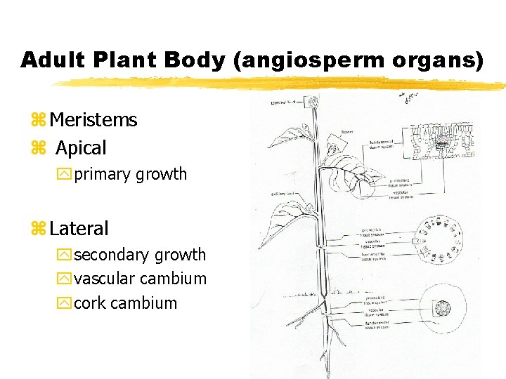 Adult Plant Body (angiosperm organs) z Meristems z Apical yprimary growth z Lateral ysecondary