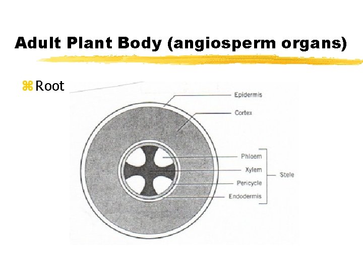 Adult Plant Body (angiosperm organs) z Root 