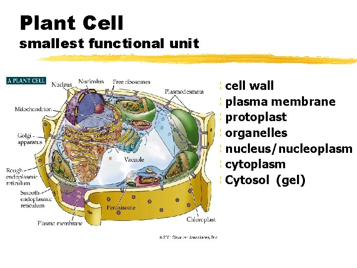 Plant Cell smallest functional unit z cell wall z plasma membrane z protoplast z