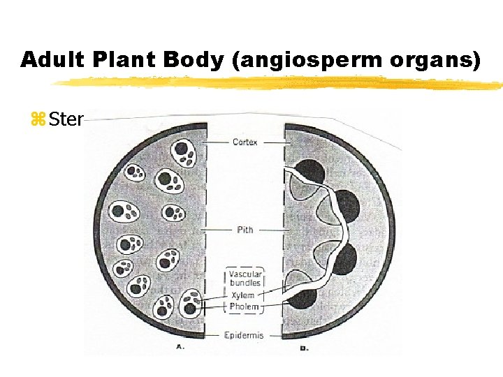 Adult Plant Body (angiosperm organs) z Stem 