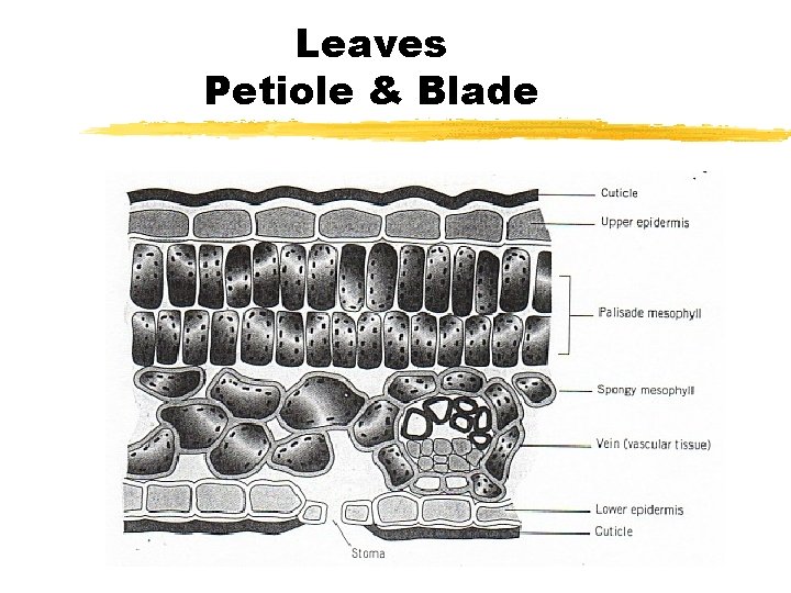 Leaves Petiole & Blade 