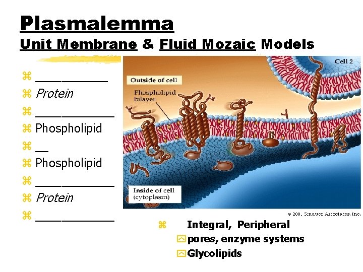 Plasmalemma Unit Membrane & Fluid Mozaic Models z ______ z Protein z ______ z