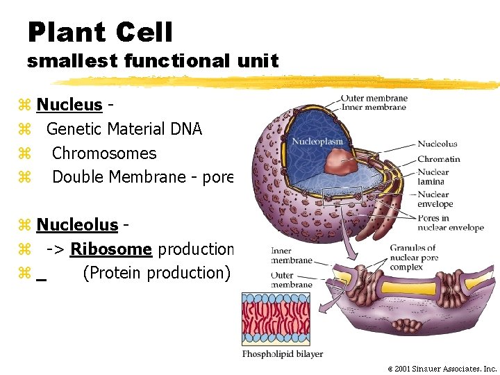 Plant Cell smallest functional unit z Nucleus z Genetic Material DNA z Chromosomes z