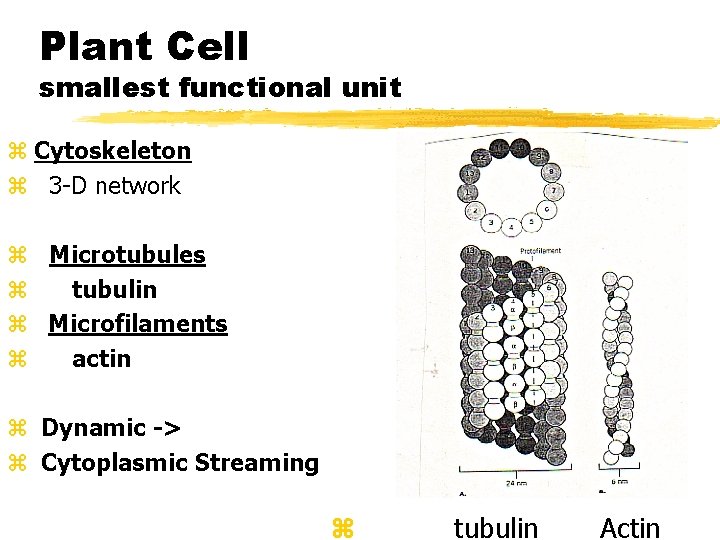 Plant Cell smallest functional unit z Cytoskeleton z 3 -D network z Microtubules z