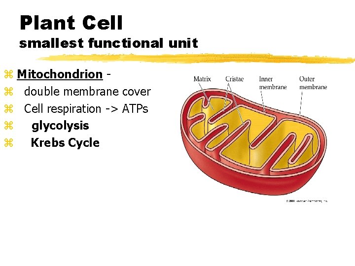 Plant Cell smallest functional unit z Mitochondrion z double membrane cover z Cell respiration