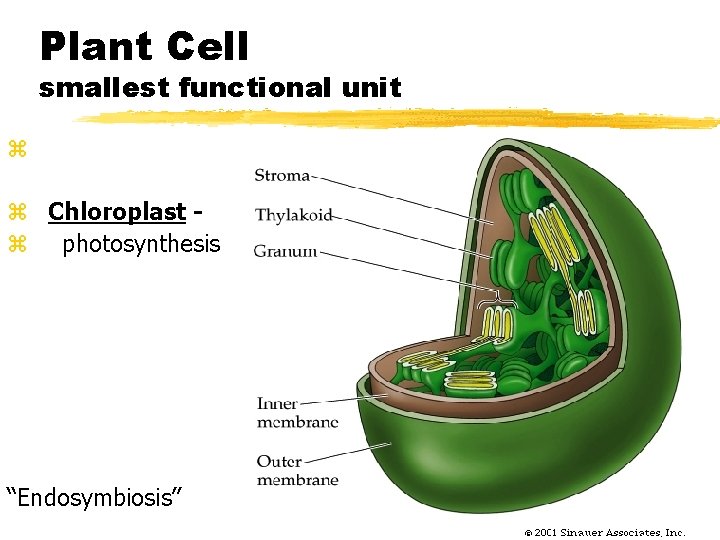 Plant Cell smallest functional unit z z Chloroplast z photosynthesis “Endosymbiosis” 