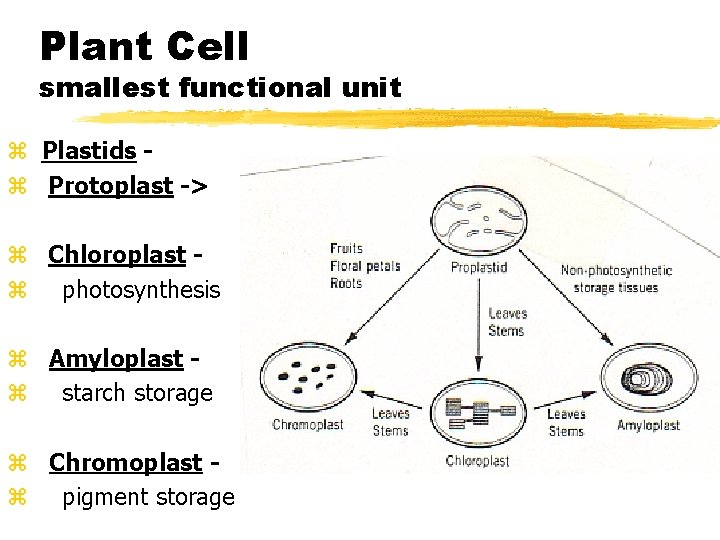 Plant Cell smallest functional unit z Plastids z Protoplast -> z fig. 1. 21