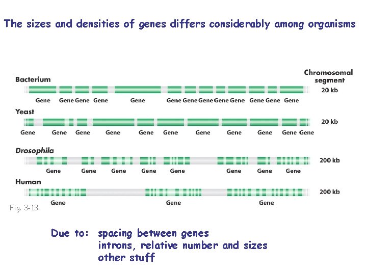 The sizes and densities of genes differs considerably among organisms Fig. 3 -13 Due