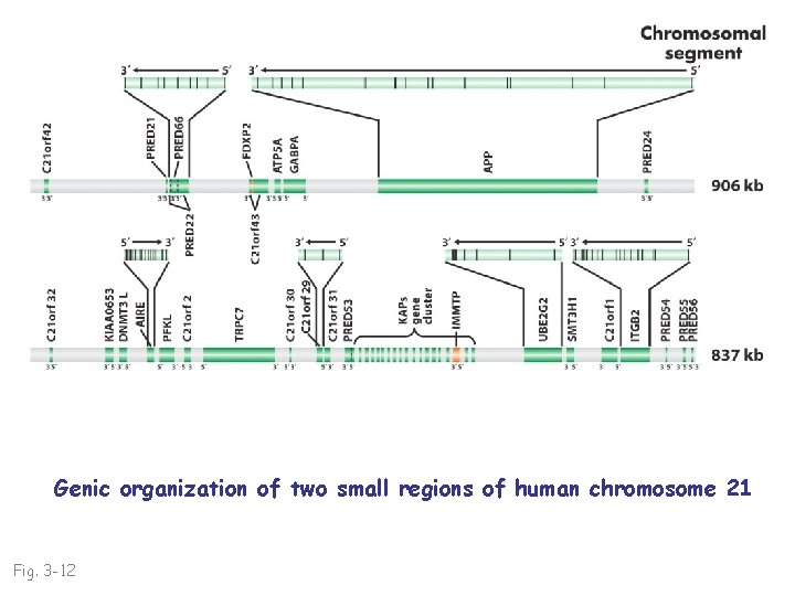 Genic organization of two small regions of human chromosome 21 Fig. 3 -12 