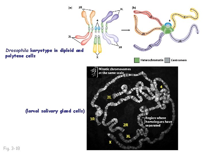 Drosophila karyotype in diploid and polytene cells (larval salivary gland cells) Fig. 3 -18