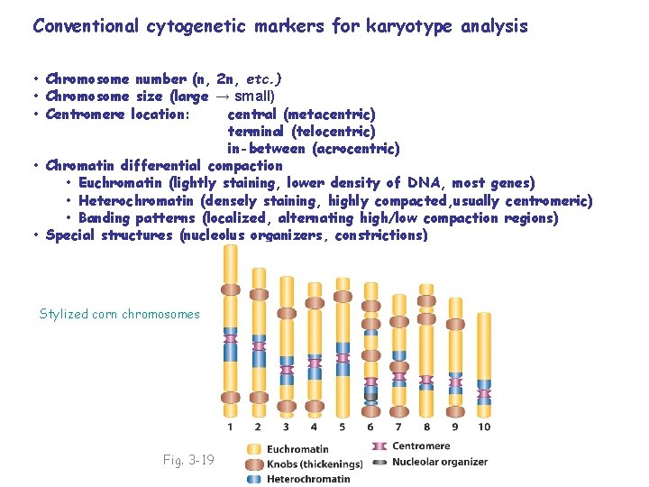 Conventional cytogenetic markers for karyotype analysis • Chromosome number (n, 2 n, etc. )