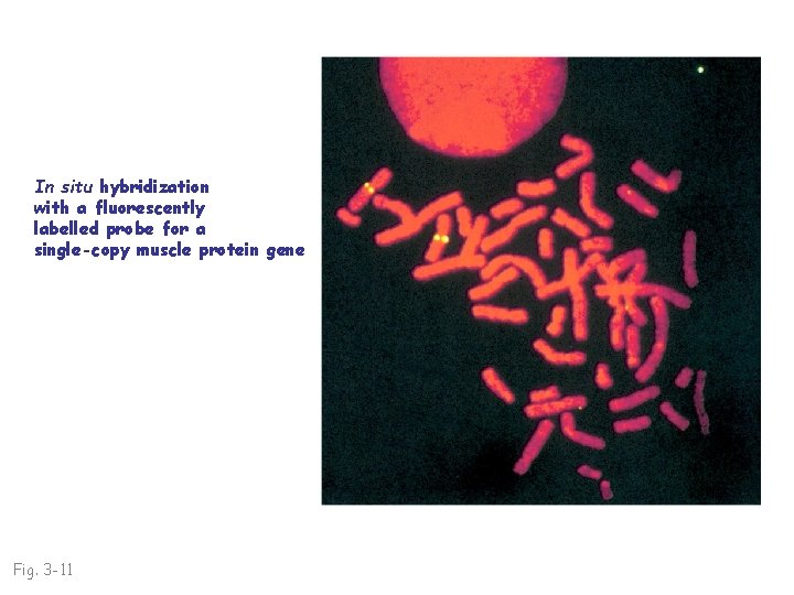 In situ hybridization with a fluorescently labelled probe for a single-copy muscle protein gene