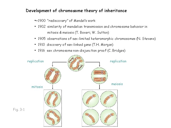 Development of chromosome theory of inheritance • ~1900 “rediscovery” of Mendel’s work • 1902