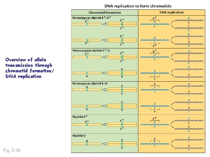 Overview of allele transmission through chromatid formation/ DNA replication Fig. 3 -36 