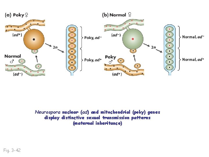 Neurospora nuclear (ad) and mitochondrial (poky) genes display distinctive sexual transmission patterns (maternal inheritance)