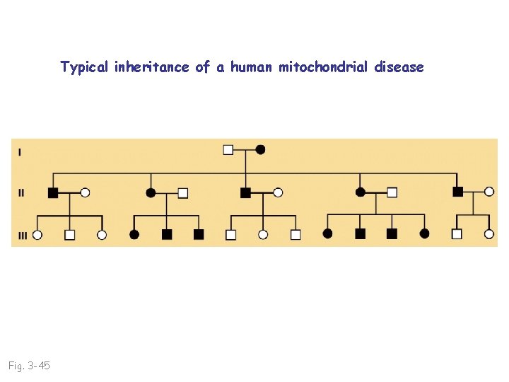 Typical inheritance of a human mitochondrial disease Fig. 3 -45 